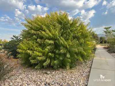 Staghorn Sumac