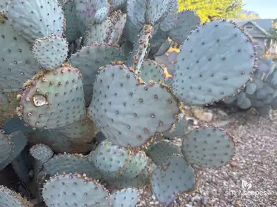 Purple Prickly Pear Cactus
