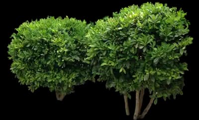 Miracle Berry Plant