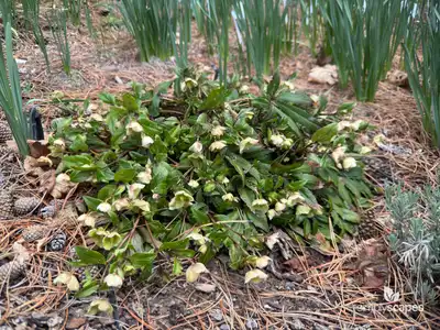 Helleborus
