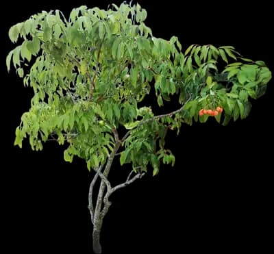 Lychee Tree