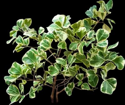 Variegated Ficus Triangularis