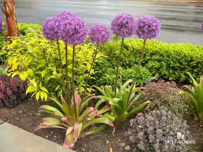 Flowering Onion