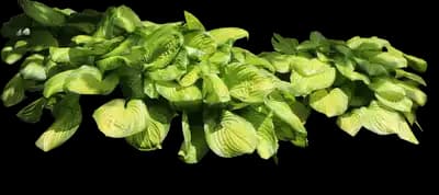 Stained Glass Hosta Plant