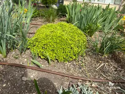 Oregano (Origanum)