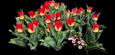 Tulip 'Match Triumph'