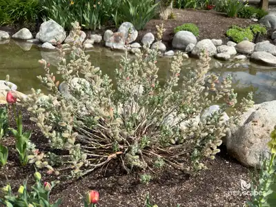 Arroyo Willow