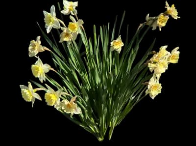 Ziva Paperwhite Daffodil