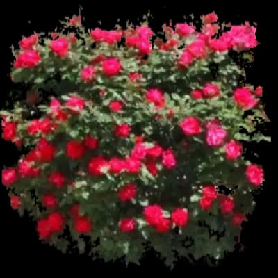 Knock Out Roses