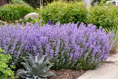 Cat's Meow Catmint