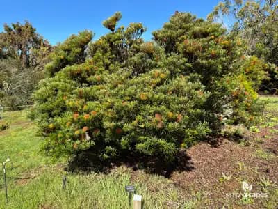 Golden Candlestick Banksia