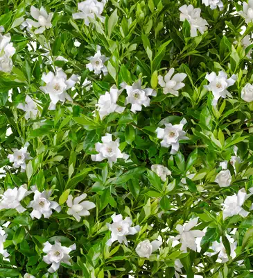 Gardenia Fool Proof™