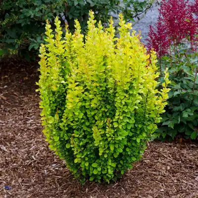 Sunjoy Gold Pillar® Barberry