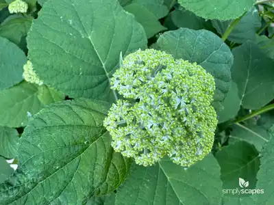 Smooth Hydrangea