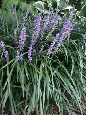 Lily Turf Grass