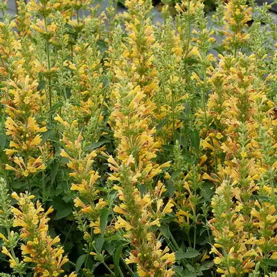 KUDOS™ Kudos Yellow Agastache