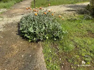 African daisy