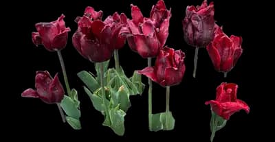 Tulip 'Lasting Love Lily Flowering'