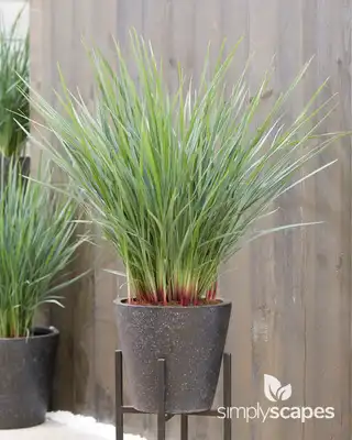 Coolvista™ Dianella