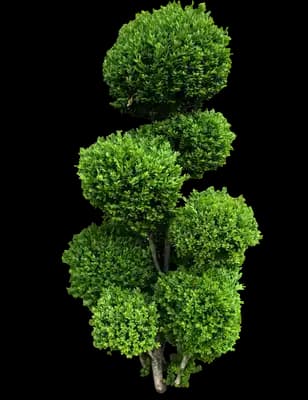 Boxwood - Topiary