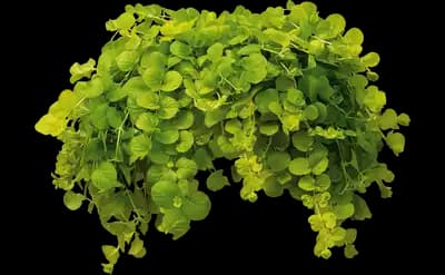 Goldilocks Creeping Jenny