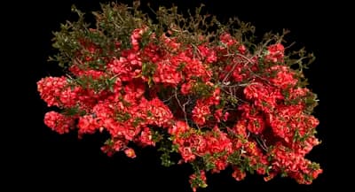 Double Take® Orange Quince