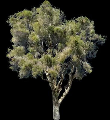 Paper-bark Tree