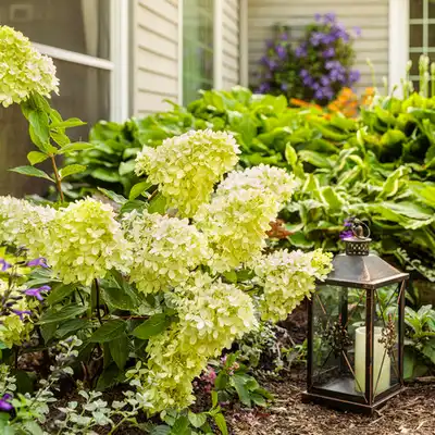 Let's Dance Big Easy® Reblooming hydrangea