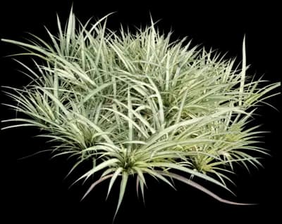 Variegated Dwarf Pandanus