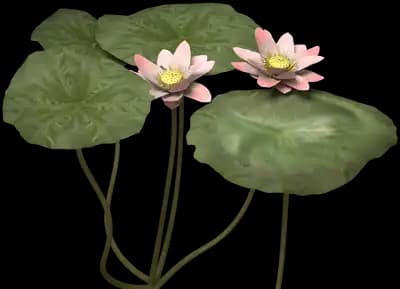 Sacred Lotus