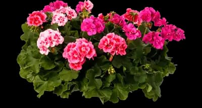 Pretty in Pink™ Improved Bidens ferulifolia
