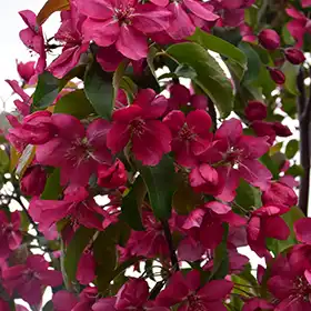 Red Barron Crabapple