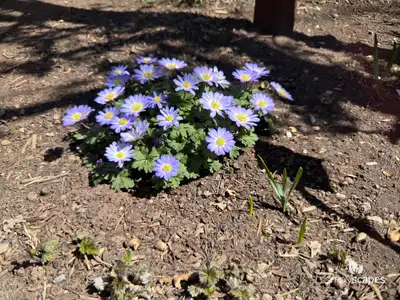 Grecian Windflower