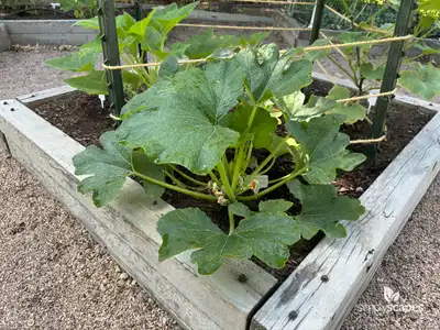 Squash Plant