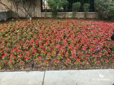 Wax Begonia