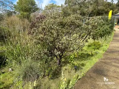Pointleaf Manzanita