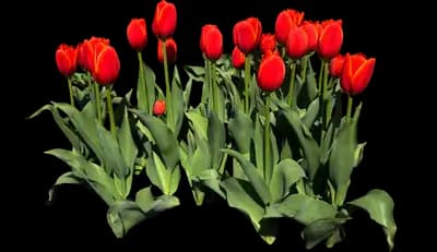 Tulip 'Worlds Favorite'