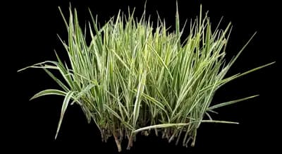 Variegated Spider Plant
