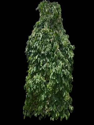 Weeping Persimmon