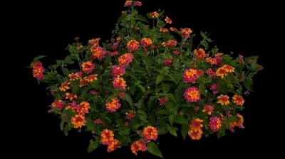 Passionfruit Lantana