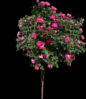 Pink Knock Out® Rose Tree