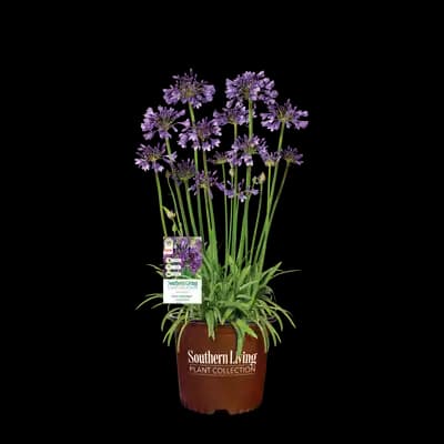 Agapanthus Ever Amethyst™