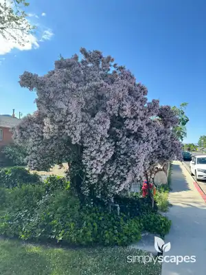 Beauty Bush Shrub