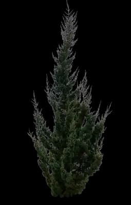 Robusta Green Juniper