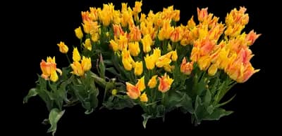 Tulip 'Royal Georgette Bunch Flowering'
