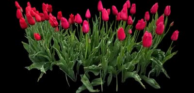 Tulip 'Wilja Single Late'