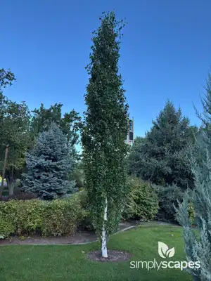 Birch Tree