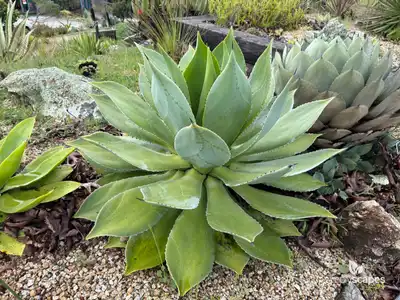Fox Tail Agave