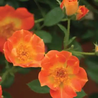 Oso Easy® Paprika Rose