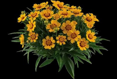 Solanna™ Bright Touch Coreopsis grandiflora